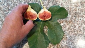 Инжир сорта Noire de Barbentane fig