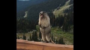 Суслик кричит!