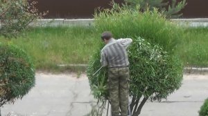 Стрижем ИВУ, формируем крону в виде ШАРА + советы по летней обрезке пионов