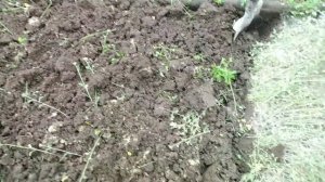 Осень?Доломитовая мука?на кислых почвах?Сажаю, собираю клубнику ?Огурцы прут?Быстрая засолка?