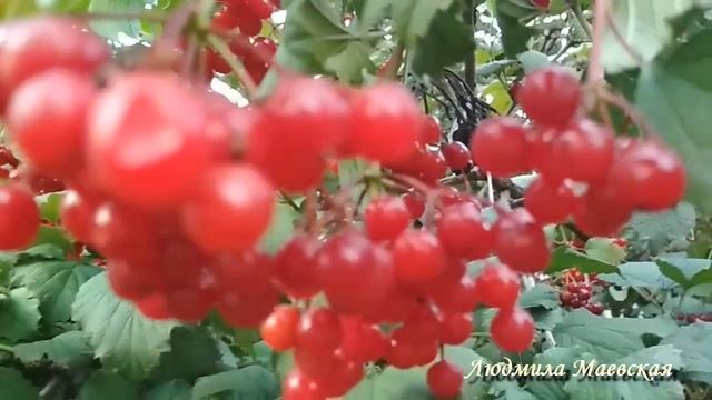 Симфония энергий Дня Веры, Надежды, Любови, Софии смотреть онлайн