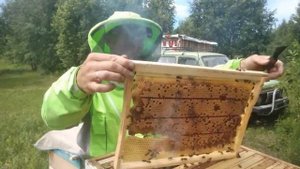 Объединяю пчелосемьи. Начинается главный медосбор. 04.07.2022г. Кыштовка