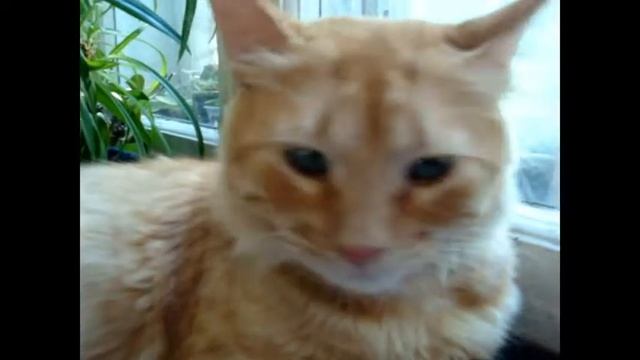 sonny video 2! Рыжий кот с голубыми глазами!