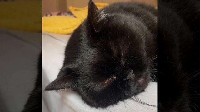 Коту приснилось: миром правит любовь. смотреть онлайн