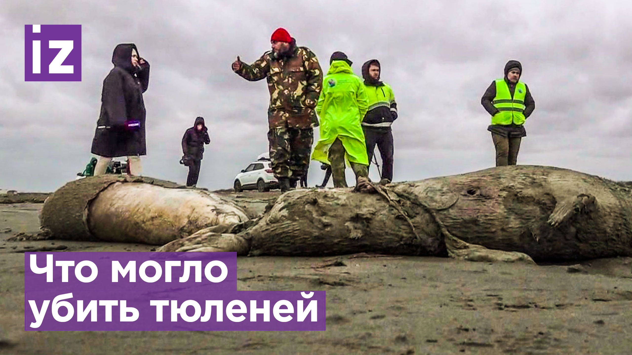 Слезы природы: названа возможная причина гибели тюленей в Дагестане / Известия