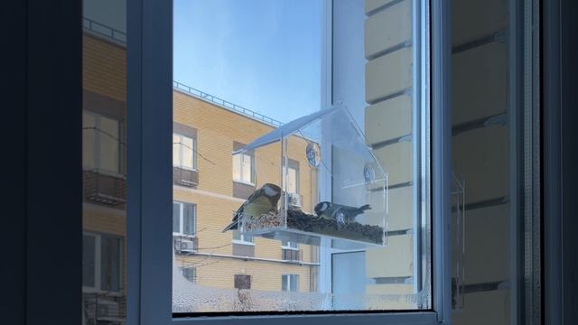 АСМР | Синички и кормушка | ASMR