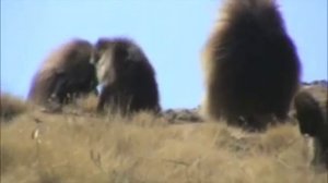 North Ethiopia:  The Unique Gelada Baboons