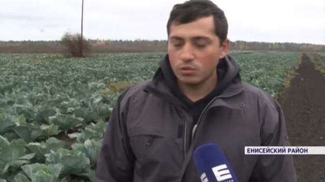 На севере края началась уборка капусты смотреть онлайн