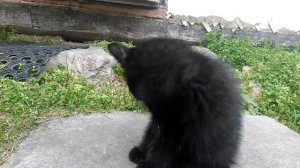 черный котенок