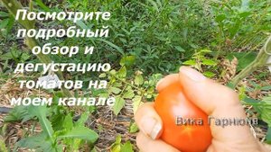Иван Купала это томат как праздник