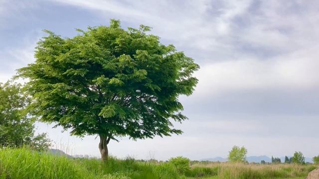 звуки природы, пение птиц, звуки леса, для релаксации, сна, медитации \ nature sounds смотреть онлайн