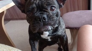 Кушайте сметанку? это вкусно и полезно