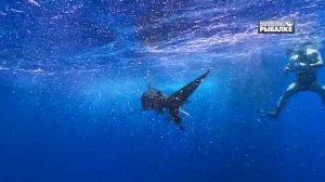 АКУЛЫ-УБИЙЦЫ. Carcharhinus longimanus. О чём молчат рыбы 83