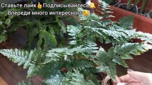 Папоротники и ОТОПЛЕНИЕ?Сушит вайи?Что делаю?Нефролепис Тайгер?Дассада вариегатная?Хумата Даваллия