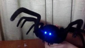 Паук черная вдова