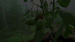 Расскажу за 1 минуту: томаты Бабушка Бейкера, Голубой Казахстан, Джерман Оксхард, Амана оранж