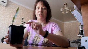 Рост СТРЕЛИЦИИ из семени спустя 3 месяца после посадки