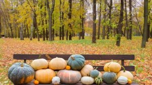 ? MABON Witch Music: Fall Equinox Meditation Instrumental Playlist. Songs for the Autumn Sabbat