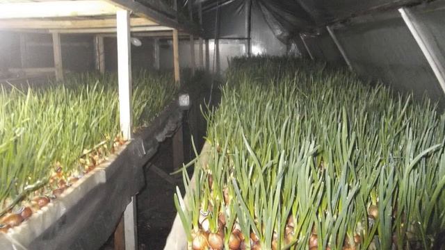 Выгонка зеленого лука в 2022 году: простые способы смотреть онлайн