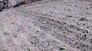 Повсходовое боронование подсолнечника
