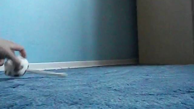 Мини Пёсики - микро чихуахуа голубого окраса смотреть онлайн