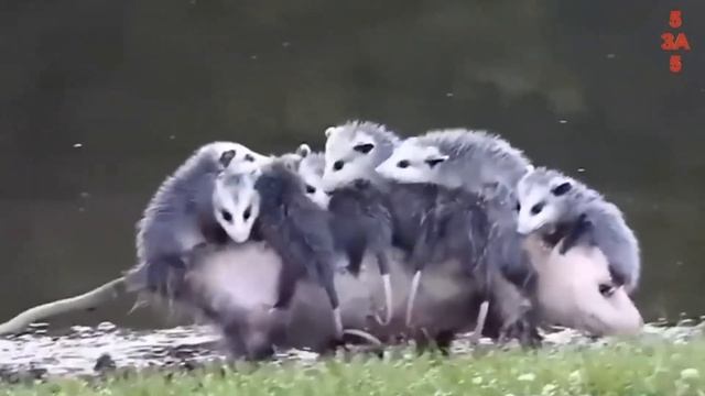 Самые Заботливые Родители в Животном Мире, Попавшие на видео за "5 Минут"