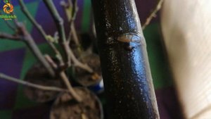 Прививка инжира