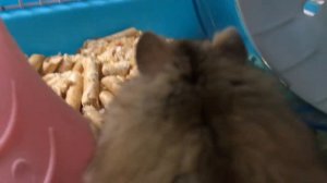 мои домашние животные ))) собака и хомяк