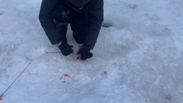 Рыбалка в Красногорске.BigCarp.Ловля форели.Рыбалка на платнике.Беседки,отдых,рыбалка,досуг.