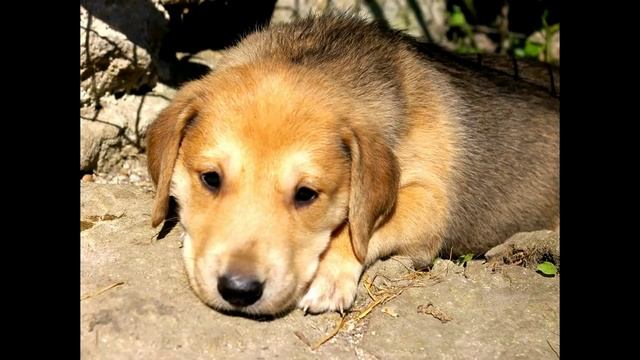 Собаки породы "Русская гончая" смотреть онлайн