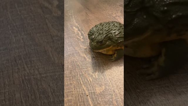 Котику повезло, для него Новый Год уже начался. смотреть онлайн