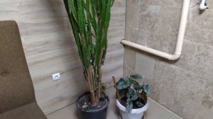 Кактусы. Освещение и полив.