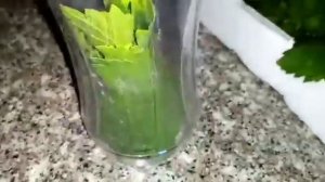 Как заготовить виноградные листья на зиму в бутылках свежими.