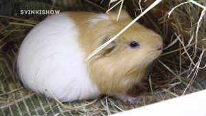 НОВЫЙ ПИТОМЕЦ? КТО ОН? Новости канала SvinkiShow
