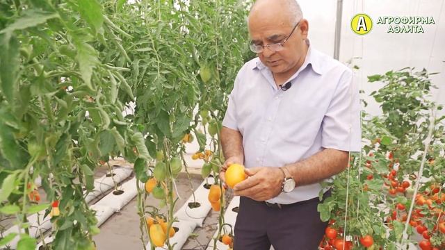 СЛАДКИЙ ТОМАТ СОЛНЕЧНОГО ОТТЕНКА – Томат Золотой принц
