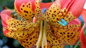 Лилия видовая Фьюжн (lilium) ? видовая лилия Фьюжн обзор: как сажать, луковицы лилии Фьюжн