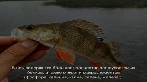 Как приготовить речного окуня