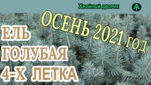 Какая ель голубая 4-х летка на осень 2021 года. Обзор  интернет-магазина питомника "Хвойный дворик"