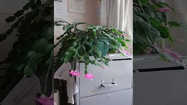 christmas cactus video