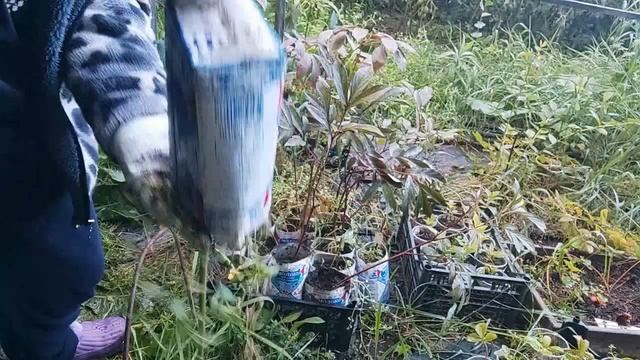 Результат черенкования пионов смотреть онлайн