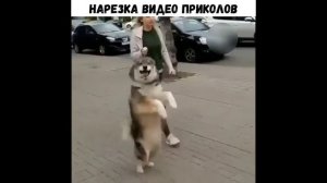СМЕХ ДО СЛЁЗ ПРИКОЛЫ 2022 РЖАКА УГАР ПРИКОЛ - ПРИКОЛЮХА