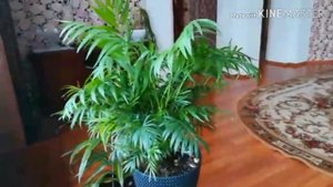 ХАМЕДОРЕЯ бамбуковая пальма. Особенности и уход, почётное место в интерьере +ОБЗОР НАШИХ зелёных пи