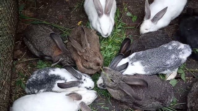 Как можно, кроликам свежую траву!??? смотреть онлайн
