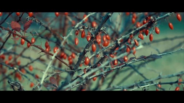 Прогулка по ДВФУ смотреть онлайн