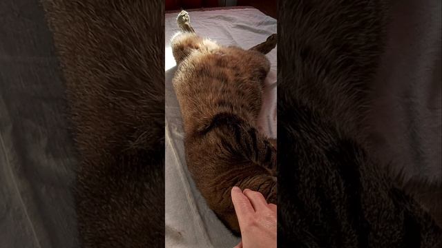 Тефтелька смотреть онлайн