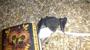 Я поймал летучую мышь! Как выглядит в приближении