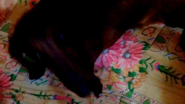 Клещ в собаке смотреть онлайн