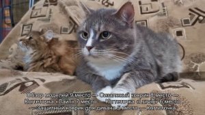 Какую когтеточку лучше купить для кошки?