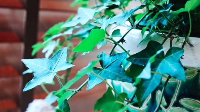 17 BEST LOW LIGHT HOUSEPLANTS | Zero Sun Indoor Plants| Plants that Don't Need Sun |