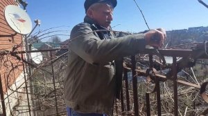 Виноград на балконе,выведен высоким штамбом.